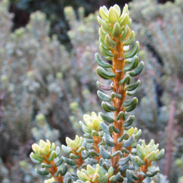 Plantas medicinales en Chelsea Physic Garden