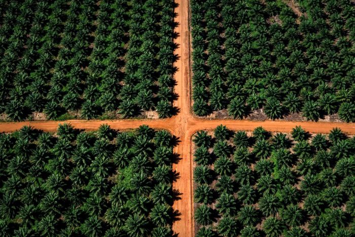 deforestación palma indonesia
