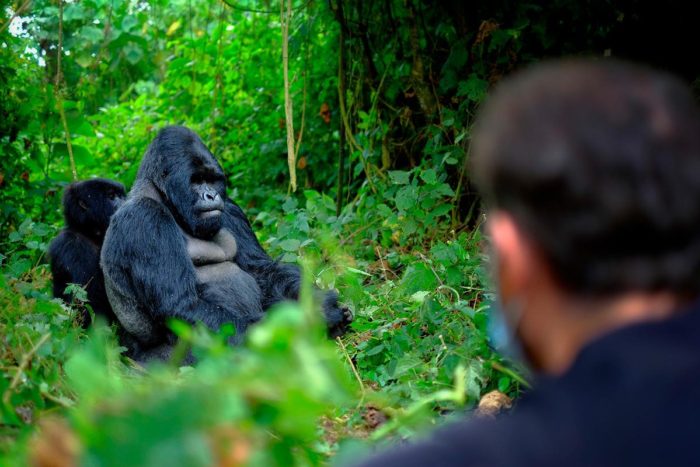 Encuentro entre turistas y gorilas