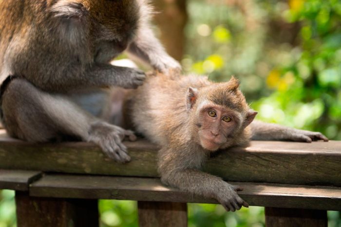 Macaco en el Monkey Forest de Ubud, Bali