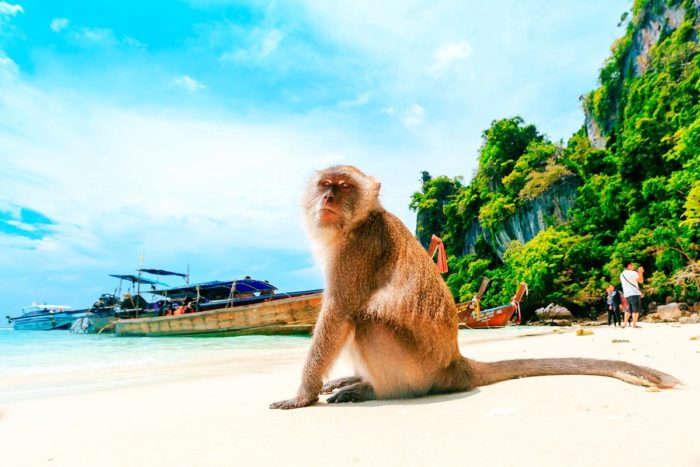 Monkey beach, Koh Phi Phi