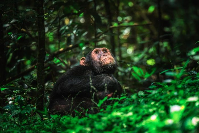 Chimpancé en Kibale National Park, Uganda