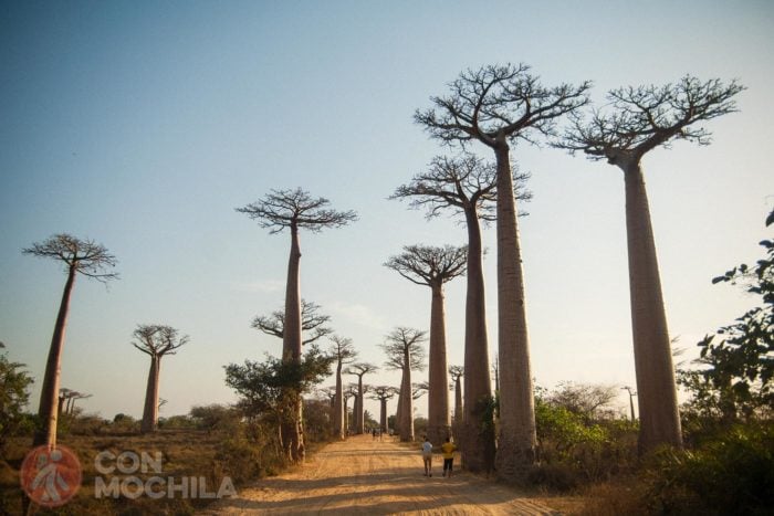 Avenida del baobab
