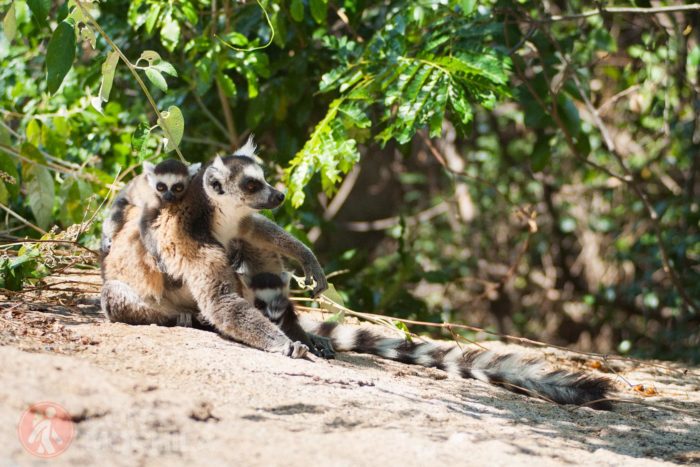 Lemur de cola anillada con cría