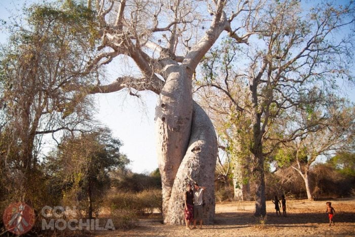 También podrás ver baobabs "enamorados"
