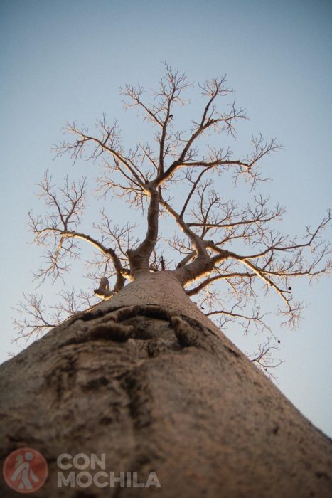 ¡Qué grandes son los baobabs!