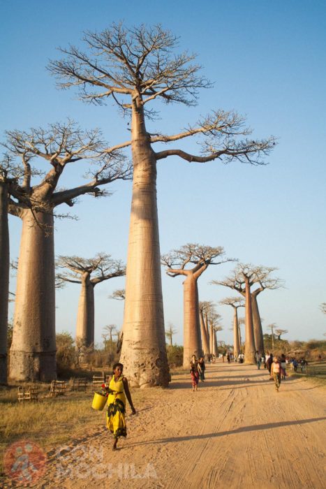 Atravesando el paseo de los baobabs
