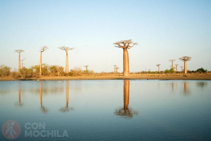 Los baobabs reflejados en el lago