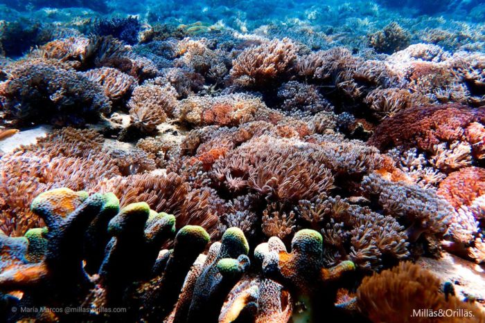 Infinidad de corales de distinta especie, formando bosques submarinos.