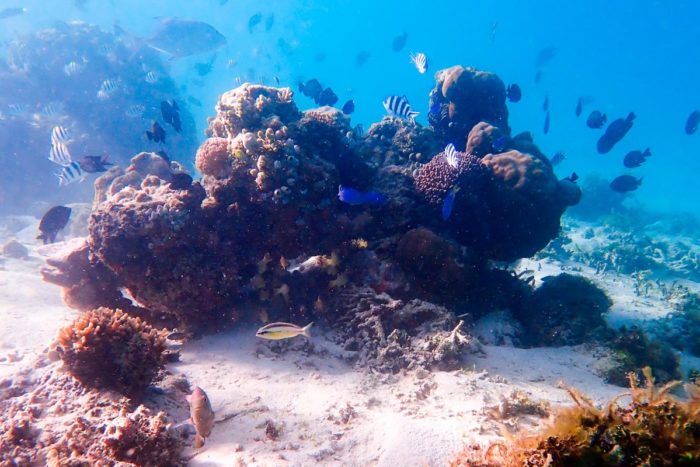 Alrededor de las estructuras de coral, siempre se encuentra gran cantidad de vida marina. Isla de Redang, Malaysia.