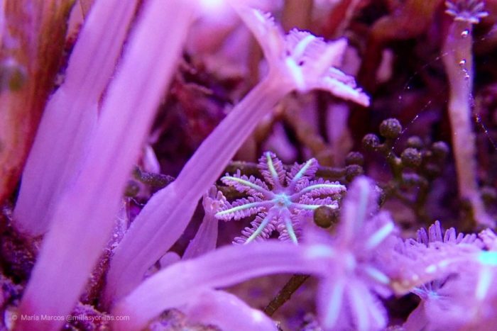 Xenia o Coral Pom Pom, pertenece a los corales blandos. Sirve como ejemplo de la forma que tiene un pólipo.