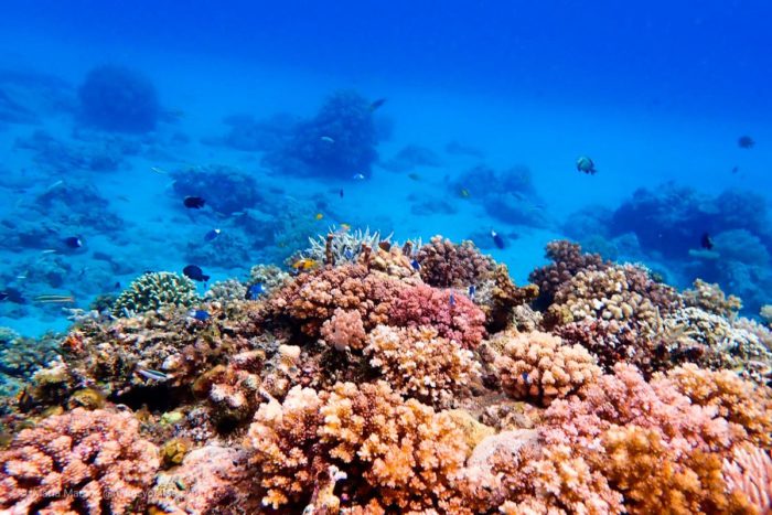 Arrecife de coral, en alguna de las isla entre Lombok y Komodo. Indonesia.