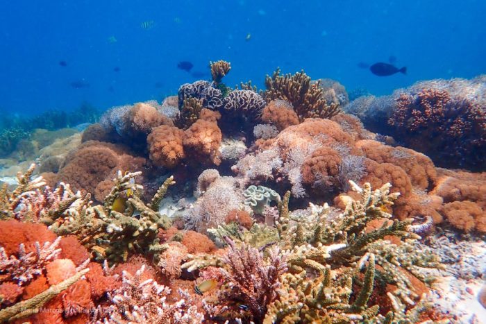 La competencia por el espacio en busca de la luz. En sólo una foto se pueden contabilizar más de 10 especies distintas de corales.