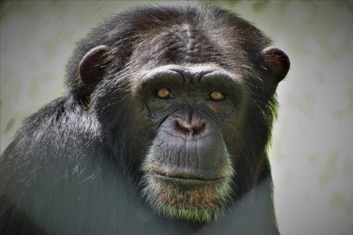 La mirada penetrante de Manuela, una de las chimpancés de Rainfer
