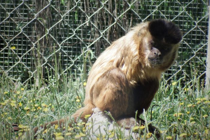 Willow, el capuchino de cabeza dura, observa al resto del grupo en la distancia