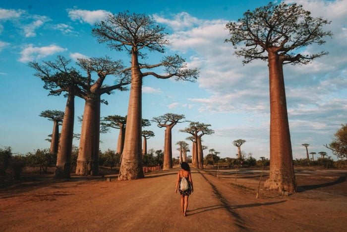 Avenida de los Baobabs. Morondava