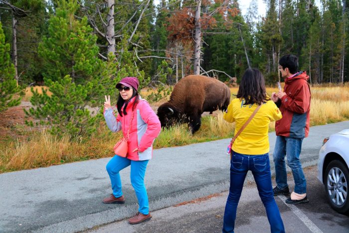 Selfie con bisonte