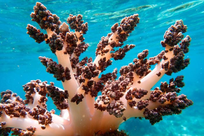 Alcyonaria. Dendronephthya. Coral blando cerca de la isla de Flores, en Indonesia.