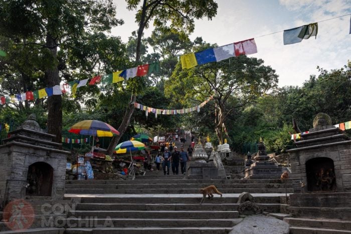 Los monos que encontrarás al llegar al templo de Swayambhunath
