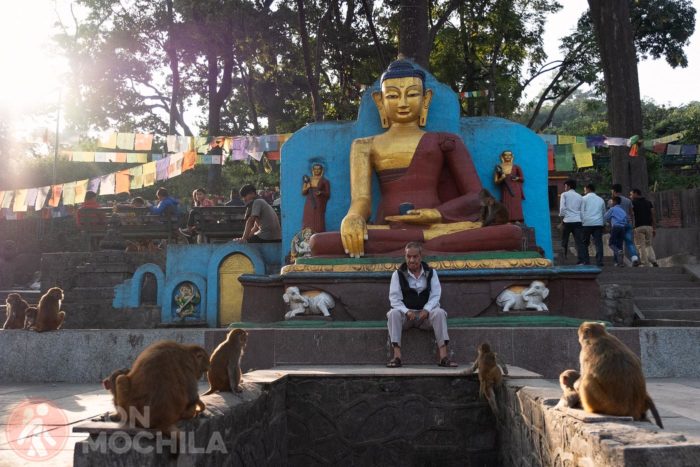 Monos ante una figura de Buda