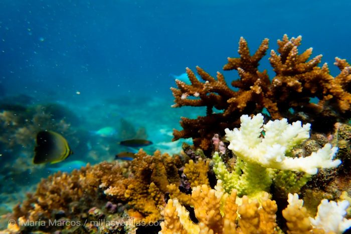 Cerca de la isla de Komodo en donde se ve como corales están empezando a blanquearse.