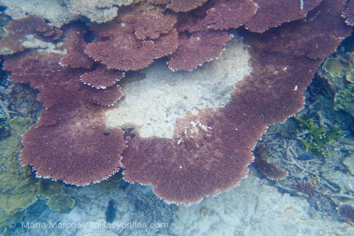 Acropora clathrata empezando a blanquearse. El calentamiento, la acidificación y la contaminación de los océanos está poniendo en riesgo la existencia de estas criaturas marinas.