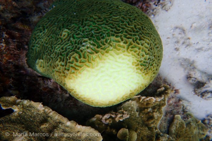 El blanqueamiento de los corales está transformando los paisajes submarinos.