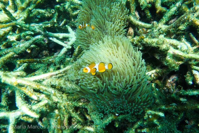 Una anémona y su hospedador resistiendo a los cambios de su alrededor.<br /> Cuando los corales están debilitados las algas empiezan a colonizar su estructura por completo.