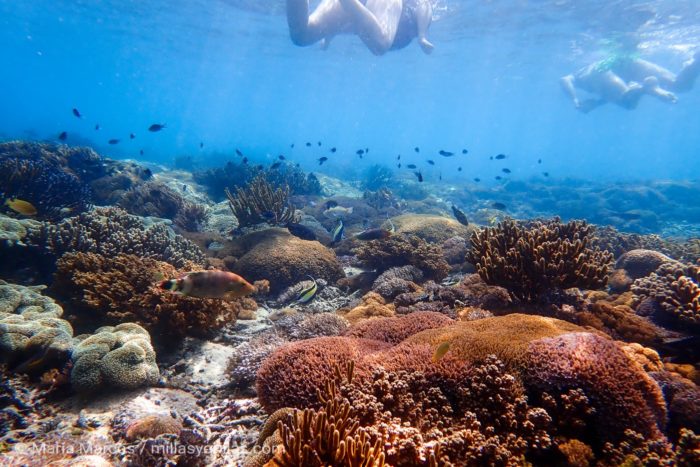 Dos turistas haciendo snorkel sobre la vida marina en una isla de Indonesia.