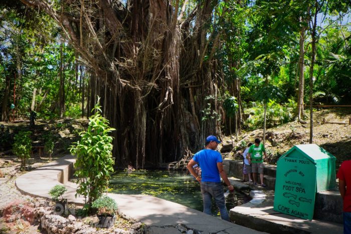 Balete Tree