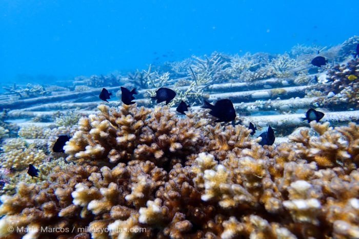 Foto tomada en la isla de Redang durante el programa de rehabilitación de corales. En la foto se ve a un grupo de peces de arrecife, las damiselas.