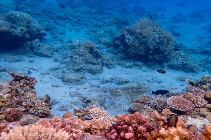 Los arrecifes de coral son parte de un ecosistema más grande & forman el ecosistema marino más diverso.