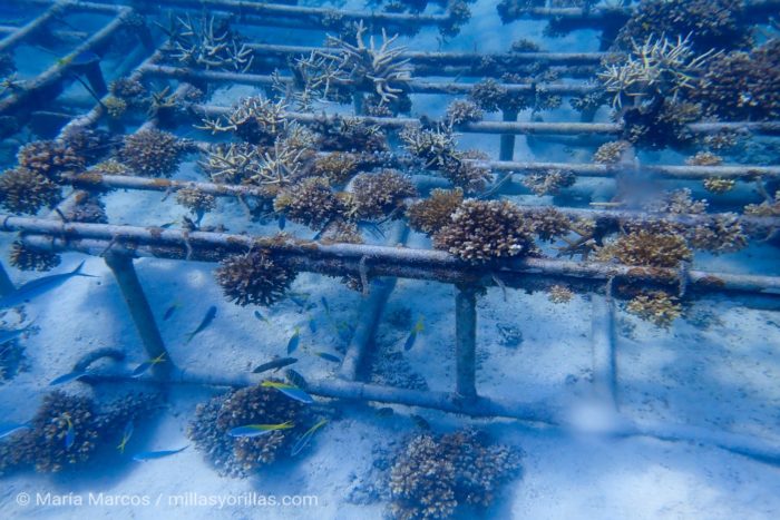 Arrecife artificial dentro del programa de rehabilitación de corales en la isla de Redang. 