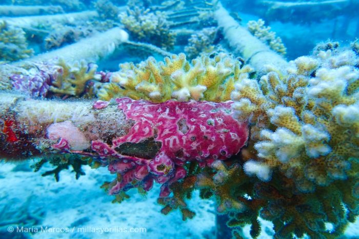 Corales y esponjas empiezan a colonizar la estructura del arrecife artificial.