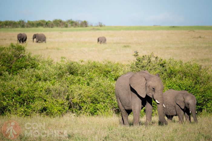 Elefantes en el Masai Mara
