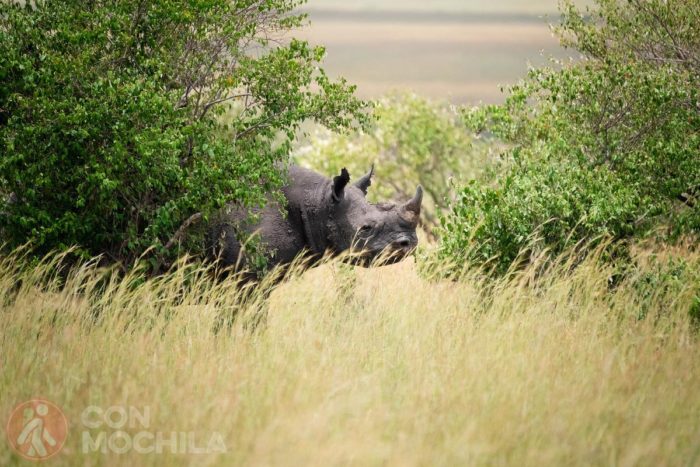 El tímido rinoceronte