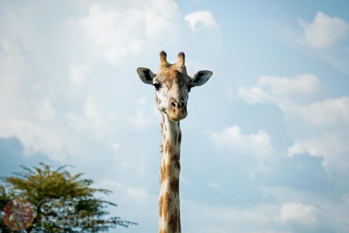 ¡Bienvenidos al Masai Mara!