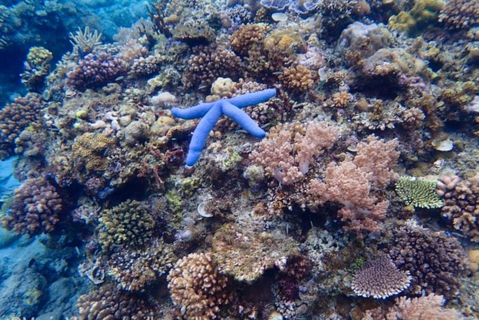 Arrecife de corales en Indonesia con una estrella de mar en su ambiente natural.