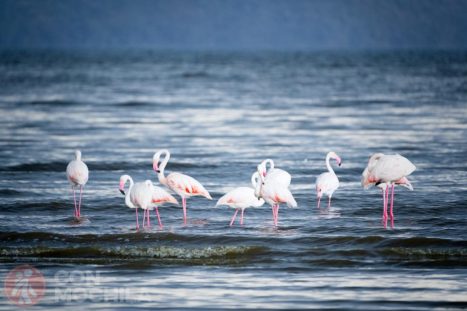 Flamencos, protagonistas en el Lago Nakuru