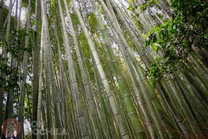 Bambús de más de 20 metros