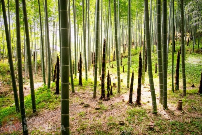 Estampa del bosque de bambú de Arashiyama