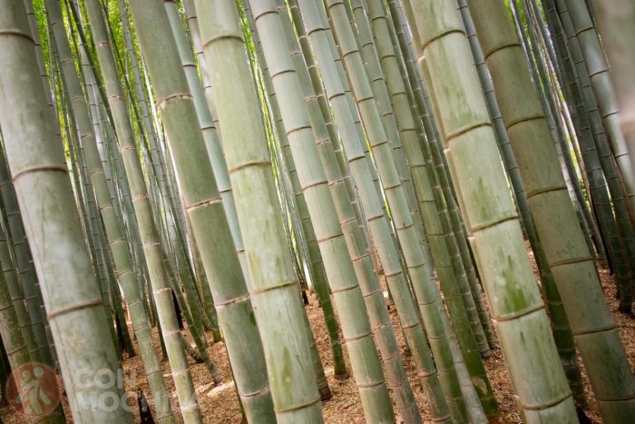 Bienvenidos al bosque de bambú