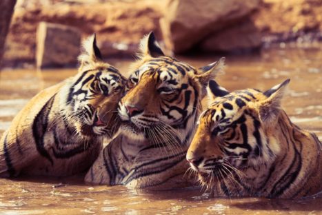 La crónica cósmica. Un tigre, dos tigres, tres tigres...