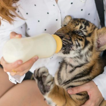Dar biberón a un tigre, una actividad turística demasiado popular