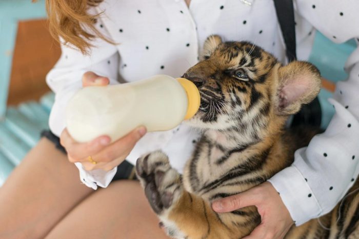 Dar biberón a un tigre, una actividad turística demasiado popular