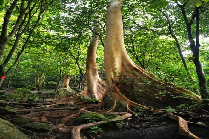 Los árboles de más de 50 metros de altura, llevan marcando caminos con sus raíces durante años.