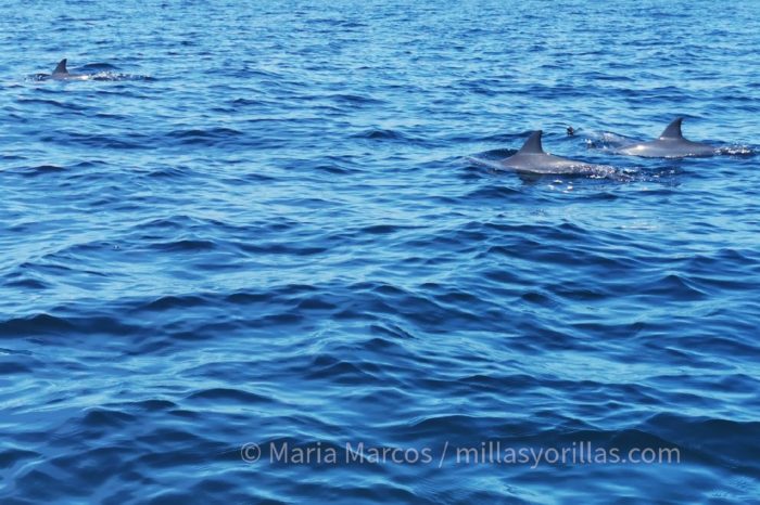 El delfín girador o acróbata de hocico largo