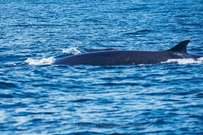 Bryde's whale es considerada una de las grandes ballenas, dentro de su grupo se incluye la ballena azul o la ballena jorobada.