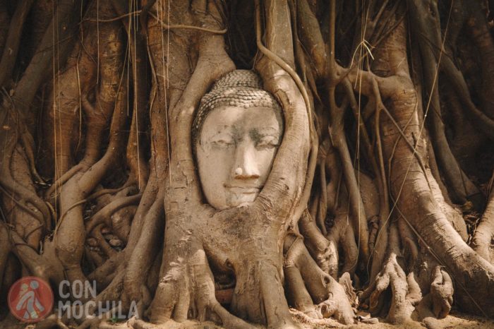 La famosa cabeza entre las raíces de Wat Mahathat