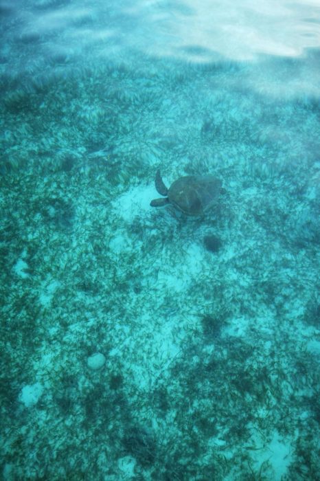 Tortuga marina buscando alimento en las praderas marinas de la isla de Mabul